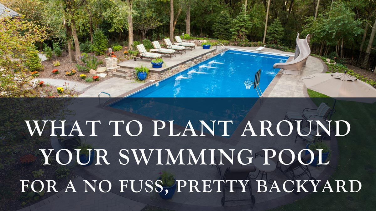 What to plant around your swimming pool for a no fuss, pretty backyard ...